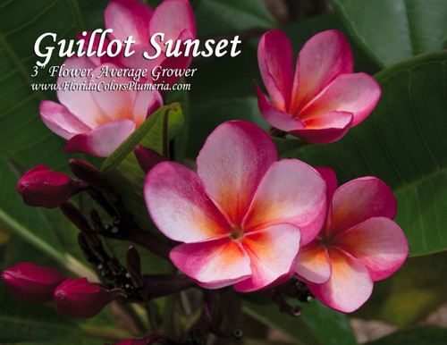Guillot Sunset Plumeria Guillot Sunset Plumeria