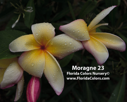 Moragne 23 Plumeria Moragne 23 Plumeria