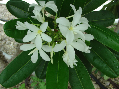 P. tuberculata Plumeria P. tuberculata Plumeria