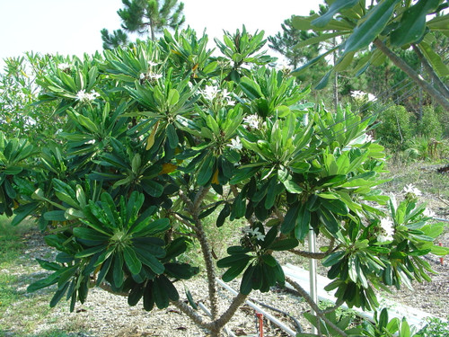 P. tuberculata Plumeria P. tuberculata Plumeria