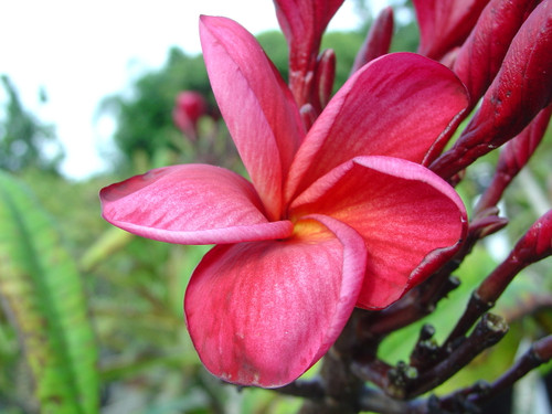 Bangkok Fire Plumeria Bangkok Fire Plumeria