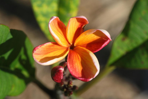 Bangkok Fire Plumeria Bangkok Fire Plumeria