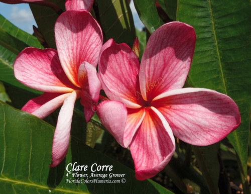 Clare Corre Plumeria Clare Corre Plumeria