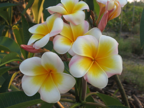 Luc's Gold Cup Plumeria Luc's Gold Cup Plumeria