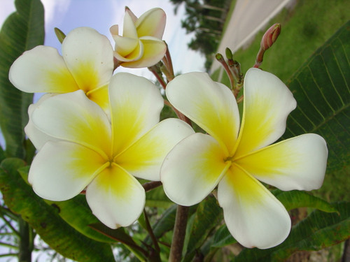 Luc's Gold Cup Plumeria Luc's Gold Cup Plumeria