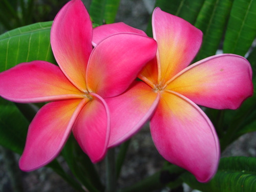 Kaneohe Sunburst Plumeria Kaneohe Sunburst Plumeria