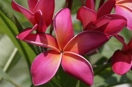 Kaneohe Sunburst Plumeria Kaneohe Sunburst Plumeria