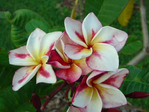 Bonfire Plumeria Bonfire Plumeria
