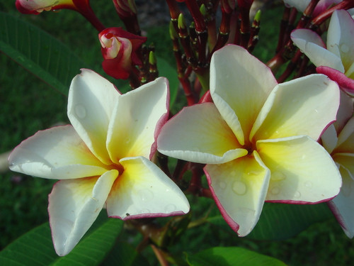 Bonfire Plumeria Bonfire Plumeria