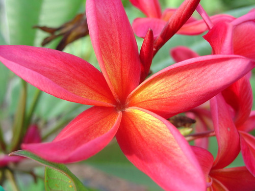 Kauka Wilder Plumeria Kauka Wilder Plumeria