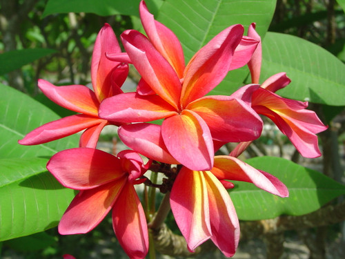Kauka Wilder Plumeria Kauka Wilder Plumeria