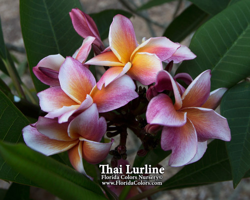 Thai Lurline Plumeria Thai Lurline Plumeria