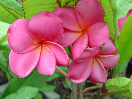 Charlotte Ebert Plumeria Charlotte Ebert Plumeria
