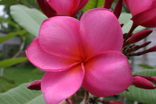 Charlotte Ebert Plumeria Charlotte Ebert Plumeria