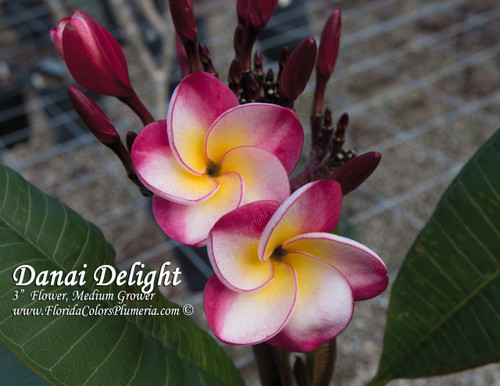 Danai Delight Plumeria Danai Delight Plumeria