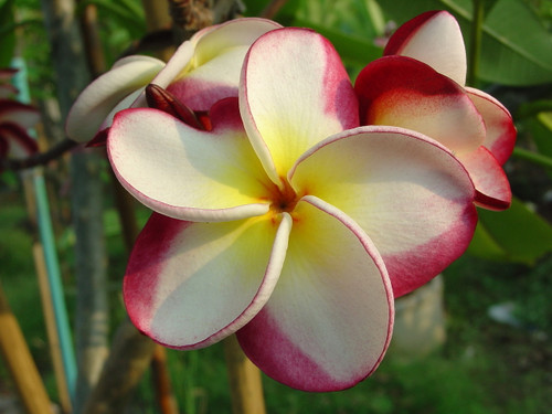Danai Delight Plumeria Danai Delight Plumeria