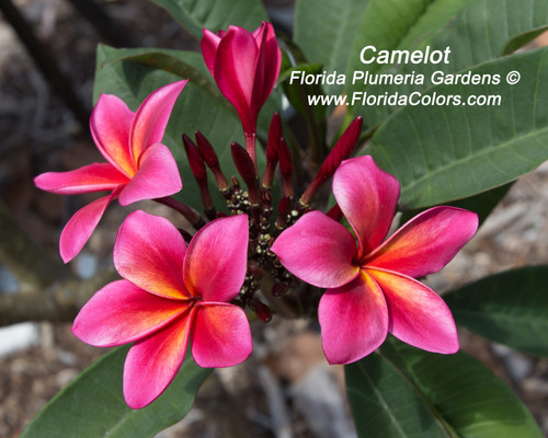 Camelot Plumeria Camelot Plumeria