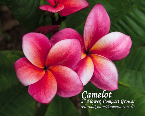 Camelot Plumeria Camelot Plumeria