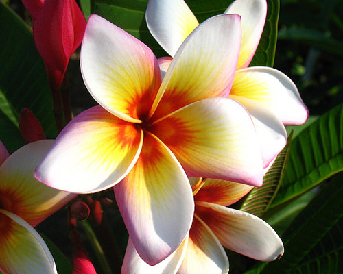 Chiang Mai Rainbow Plumeria Chiang Mai Rainbow Plumeria