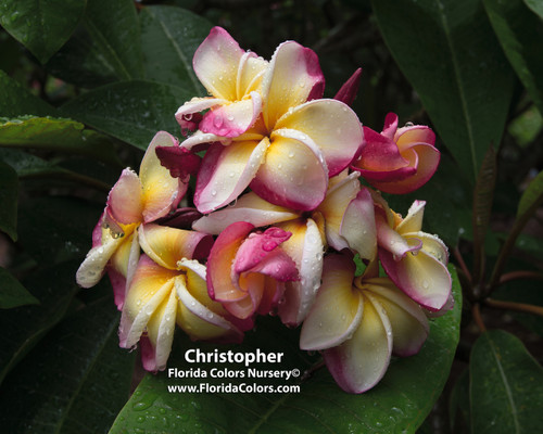 Christopher Plumeria Christopher Plumeria