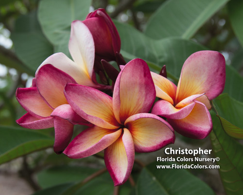 Christopher Plumeria Christopher Plumeria