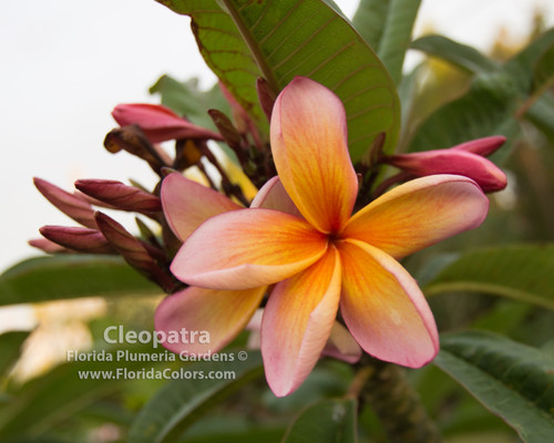 Cleopatra Plumeria Cleopatra Plumeria