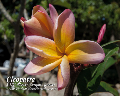 Cleopatra Plumeria Cleopatra Plumeria