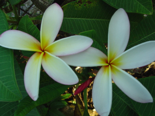 Elza Plumeria Elza Plumeria
