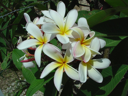 Elza Plumeria Elza Plumeria