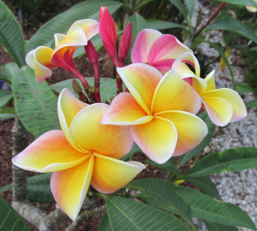 Hawaiian Rose Plumeria Hawaiian Rose Plumeria
