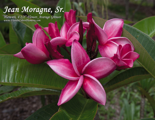 Jean Moragne Sr Plumeria Jean Moragne Sr Plumeria
