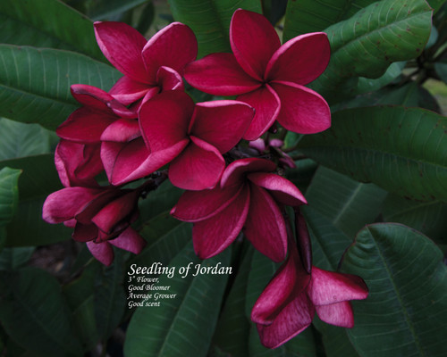 Jordan Plumeria Jordan Plumeria