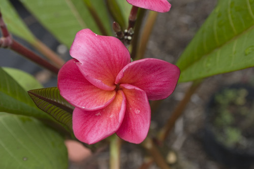kimoson plumeria