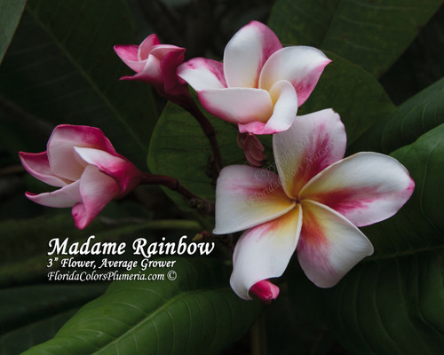 Madame Rainbow Plumeria Madame Rainbow Plumeria