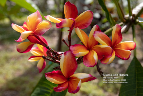 Makaha Sunn aka Sunkist, Inferno Plumeria Makaha Sunn aka Sunkist, Inferno Plumeria