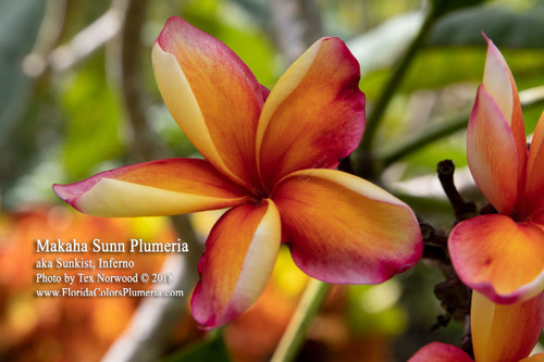 Makaha Sunn aka Sunkist, Inferno Plumeria Makaha Sunn aka Sunkist, Inferno Plumeria