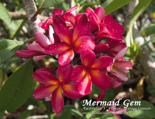 Mermaid Gem Plumeria Mermaid Gem Plumeria