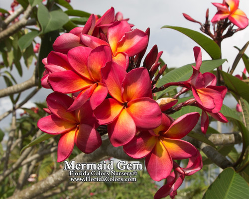 Mermaid Gem Plumeria Mermaid Gem Plumeria