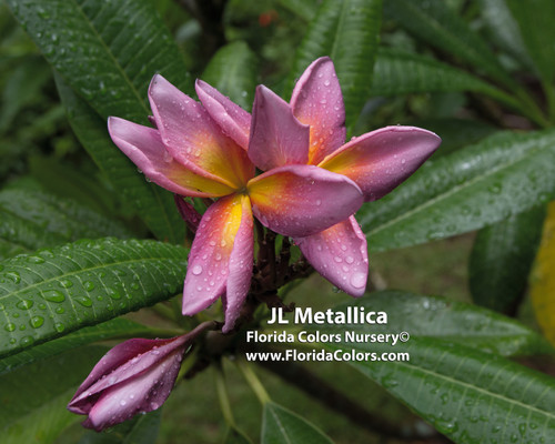 Metallica aka JL Metallica Plumeria Metallica aka JL Metallica Plumeria