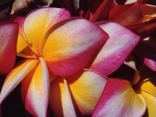 Moragne 78 Plumeria Moragne 78 Plumeria