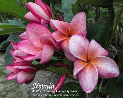 Nebula Plumeria Nebula Plumeria