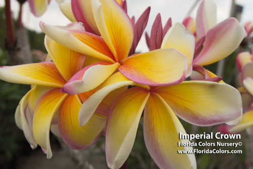 Imperial Crown Plumeria Imperial Crown Plumeria