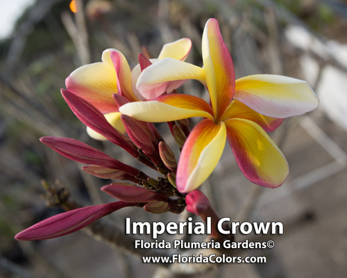 Imperial Crown Plumeria Imperial Crown Plumeria