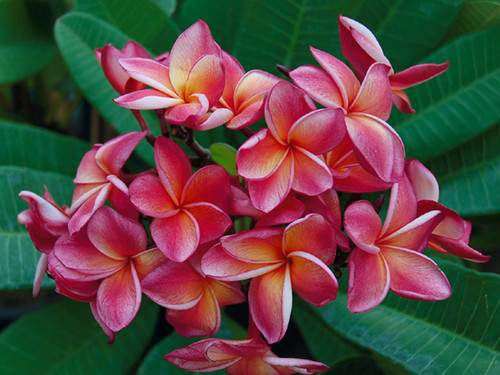 Dulcemia Plumeria aka Orange 60 Dulcemia Plumeria aka Orange 60