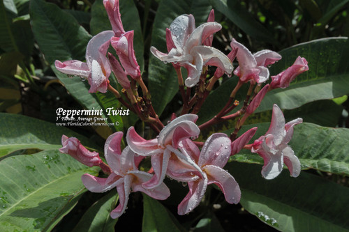 Peppermint Twist Plumeria Peppermint Twist Plumeria