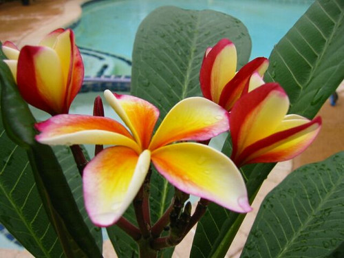 Pink Lemonade Plumeria Pink Lemonade Plumeria