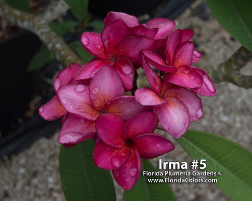 Irma 5 Plumeria Irma 5 Plumeria