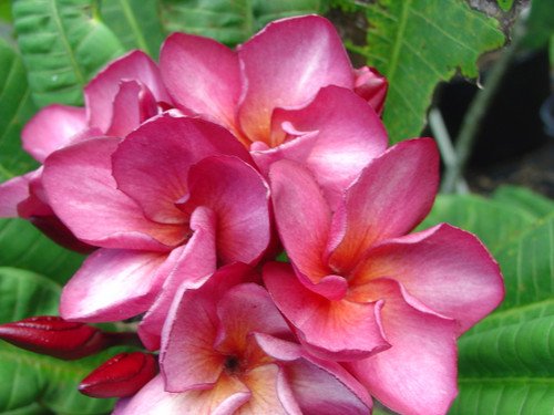Irma 5 Plumeria Irma 5 Plumeria