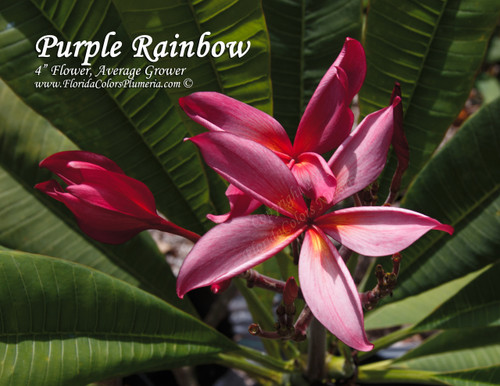 Purple Rainbow Plumeria Purple Rainbow Plumeria