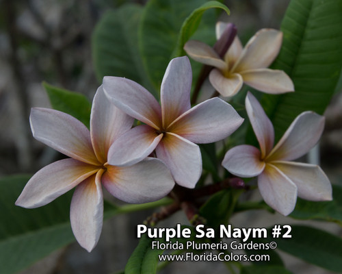Purple Sa Neym aka Siam Lavender Plumeria Purple Sa Neym aka Siam Lavender Plumeria